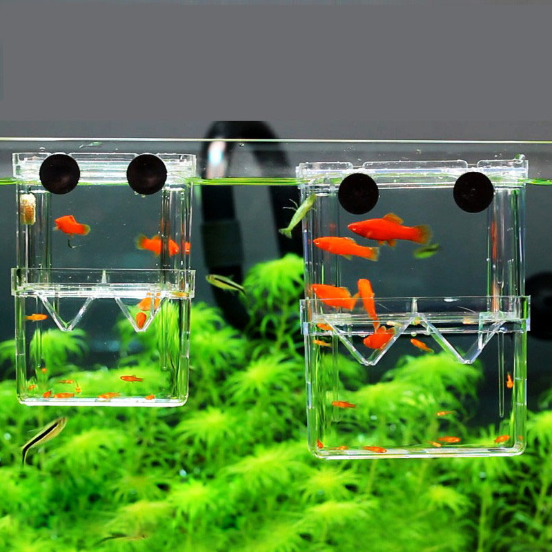 Peacock Fish Breeding Isolatio - Aquarium Fish Betta recension och pris